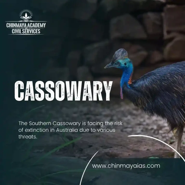 CASSOWARY