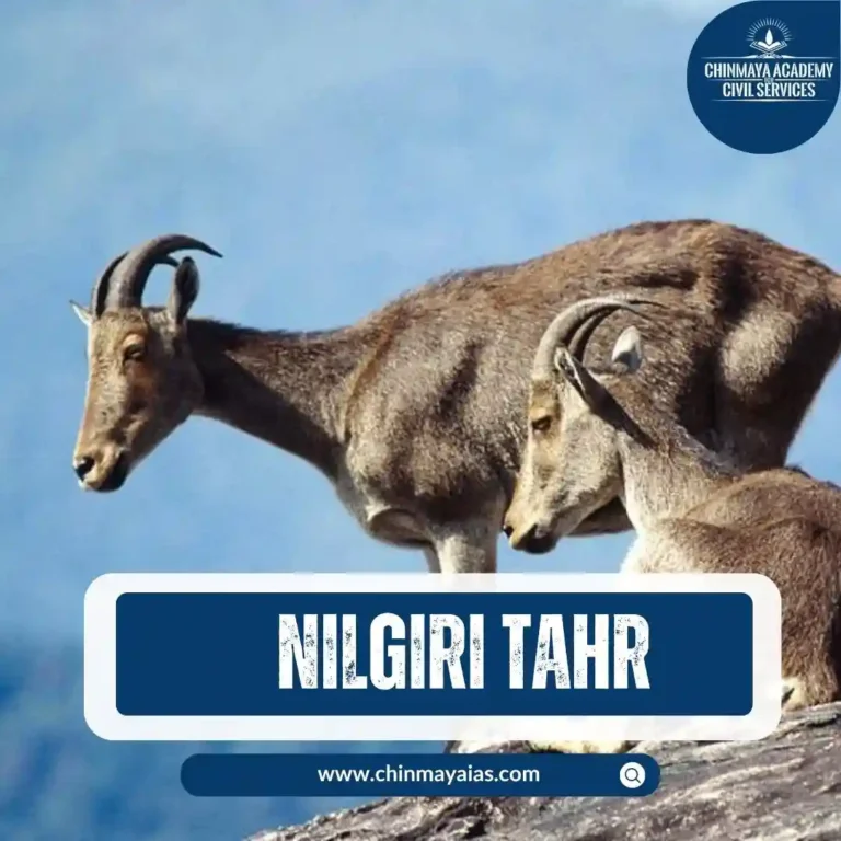 NILGIRI TAHR